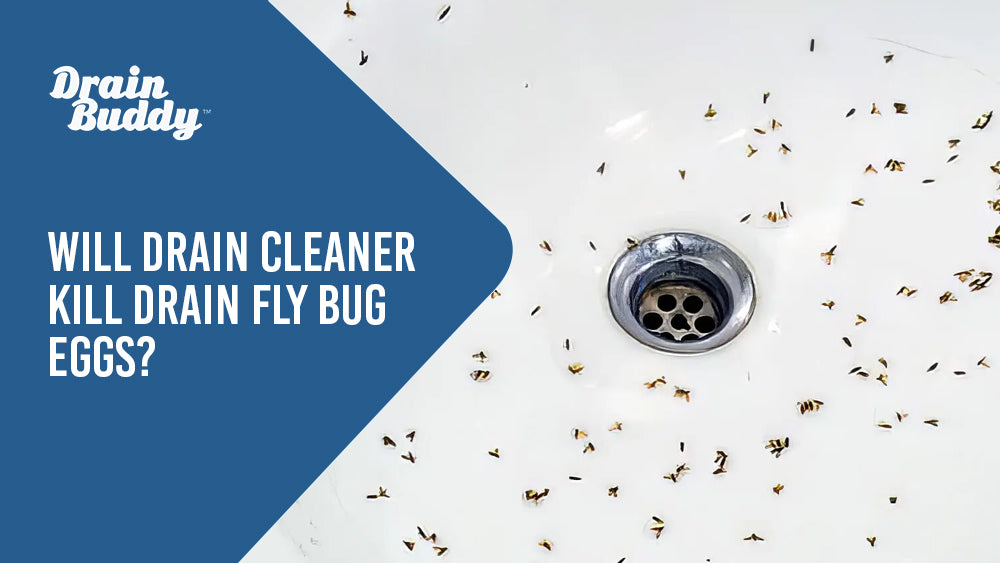 Will drain cleaner kill drain fly eggs? Dead drain flies in a bathtub.